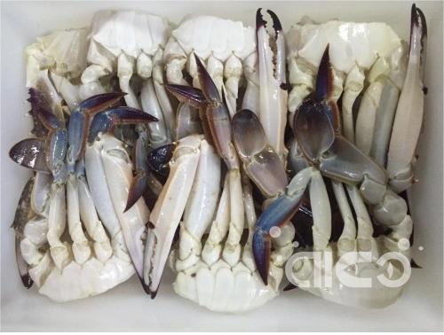 blue swiming crab(1).jpg