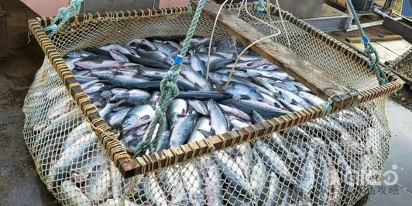 Global pink salmon production is set to plummet by 50% by 2024, with expected impact on market price