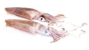 Falkland Islands squid industry in crisis: Would be baned by the year of 2025?