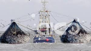 Production of Giant Squid (inline) Fall Sharply