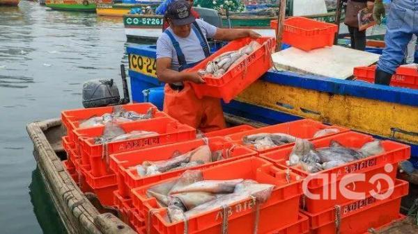 Squid and Cuttlefish Market Dynamics and Future Outlook